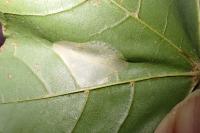 Phyllonorycter joannisi