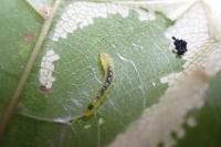 Phyllonorycter joannisi