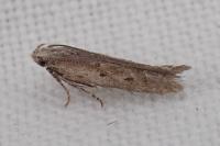 Scrobipalpula psilella