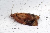 Ditula angustiorana