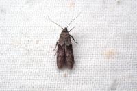 Blastobasis glandulella