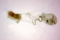 Blastobasis glandulella
