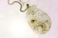 Blastobasis glandulella