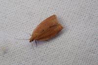 Clepsis consimilana