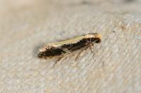 Monopis obviella