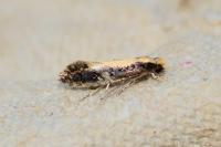 Monopis obviella
