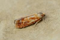 Rhyacionia buoliana