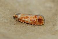 Rhyacionia buoliana