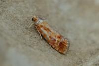 Rhyacionia buoliana