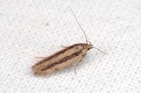 Bryotropha pallorella