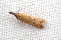 Dichomeris acuminata