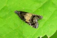 Endothenia nigricostana