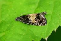 Endothenia nigricostana