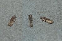 Psoricoptera gibbosella