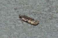 Psoricoptera gibbosella