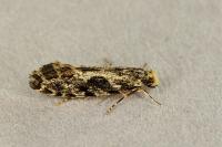 Nemapogon granellus