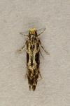 Nemapogon granellus