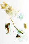 Clepsis consimilana