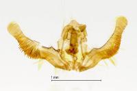Zeiraphera isertana