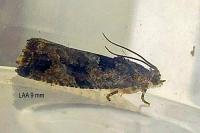 Eudemis profundana