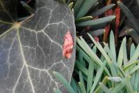 Ditula angustiorana