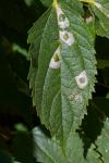 Phyllonorycter millierella