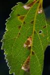 Phyllonorycter millierella