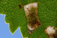 Phyllonorycter millierella