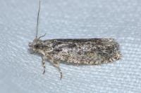 Zeiraphera isertana
