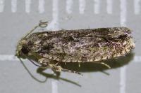 Zeiraphera isertana