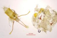 Zeiraphera isertana