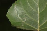 Phyllocnistis unipunctella