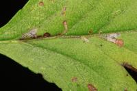 Bucculatrix bechsteinella