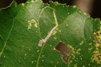Stigmella trimaculella