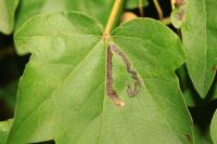 Stigmella aceris
