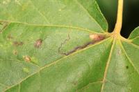 Stigmella aceris