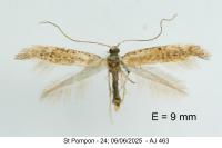 Aspilapteryx limosella
