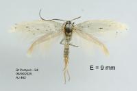 Elachista dispunctella