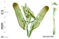 Elachista dispunctella