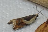 Ancylis badiana