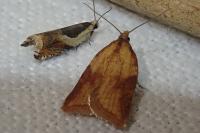 Acleris aspersana