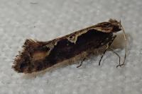 Rhigognostis incarnatella