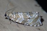 Celypha rivulana