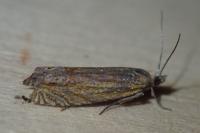 Lathronympha strigana