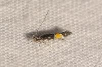 Cosmopterix crassicervicella