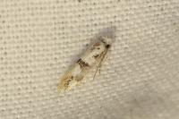 Infurcitinea atrifasciella