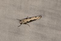 Ethmia bipunctella