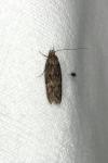 Hofmannophila pseudospretella