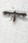 Capperia fusca
