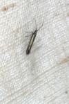 Coleophora